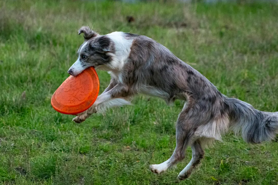 Köpekler İçin Tuvalet Eğitimi: Adım Adım Rehber