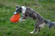 Köpekler İçin Tuvalet Eğitimi: Adım Adım Rehber
