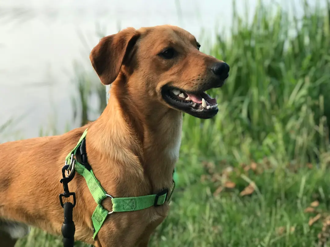 Kış Yürüyüşlerinde Köpeğinizi Nasıl Korursunuz?