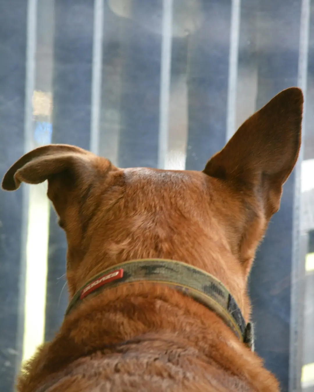 Fanø Pote Dokuma Köpek Tasması
