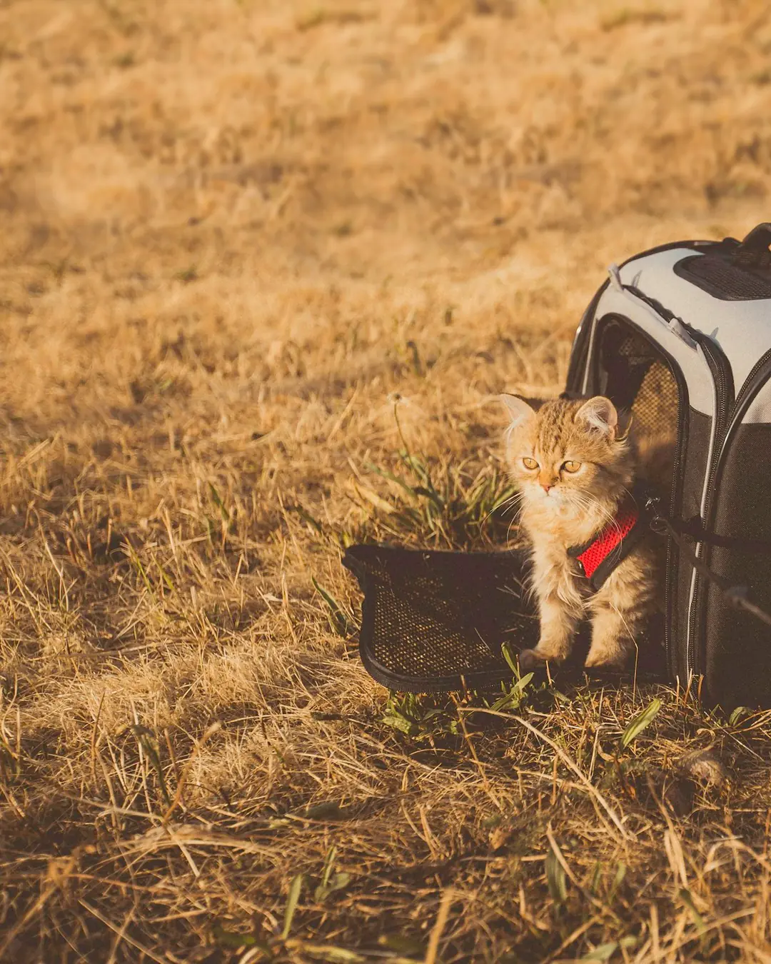 Fanø Pote Yumuşak Kedi Taşıma Çantası