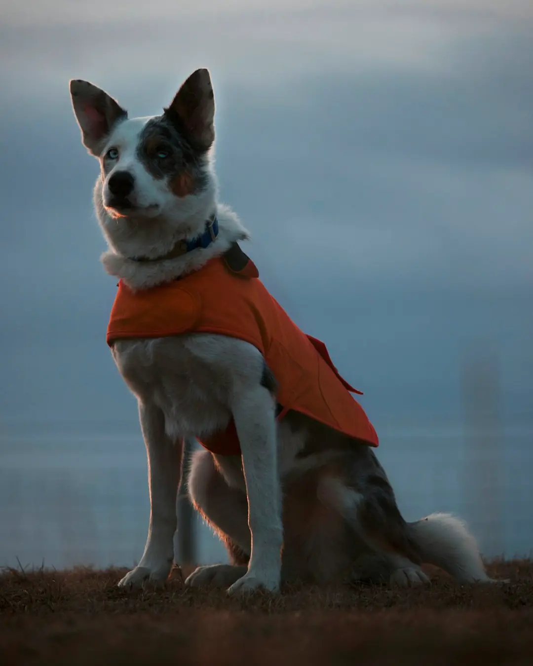 Fanø Pote Su Geçirmez Köpek Yağmurluğu