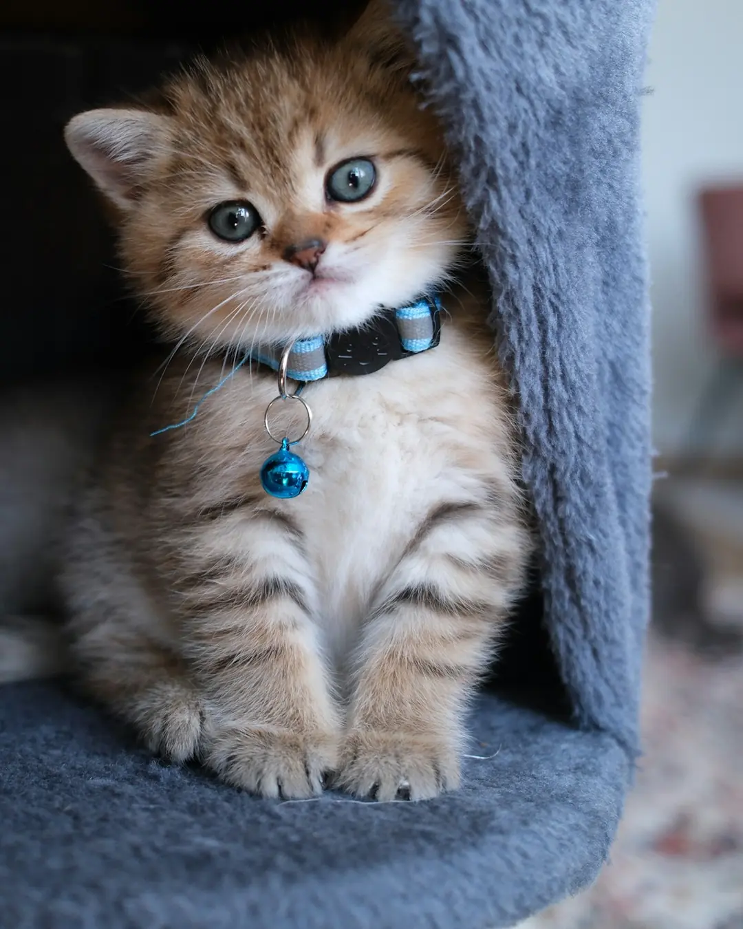 Fanø Pote Zilli Kedi Tasması