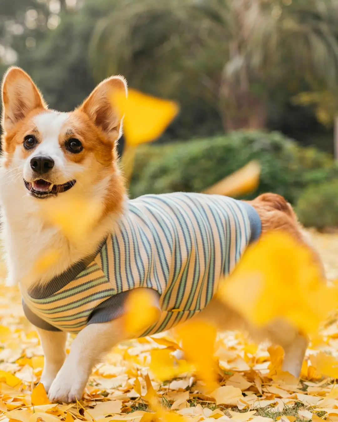Fanø Pote Çizgili Pamuk Köpek Kazağı