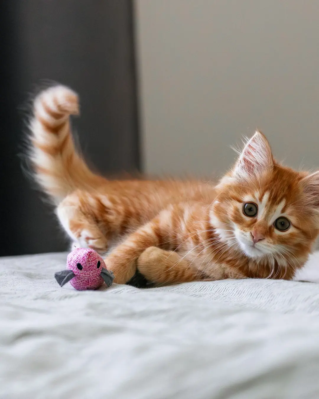 Fanø Pote Peluş Fare Kedi Oyuncağı