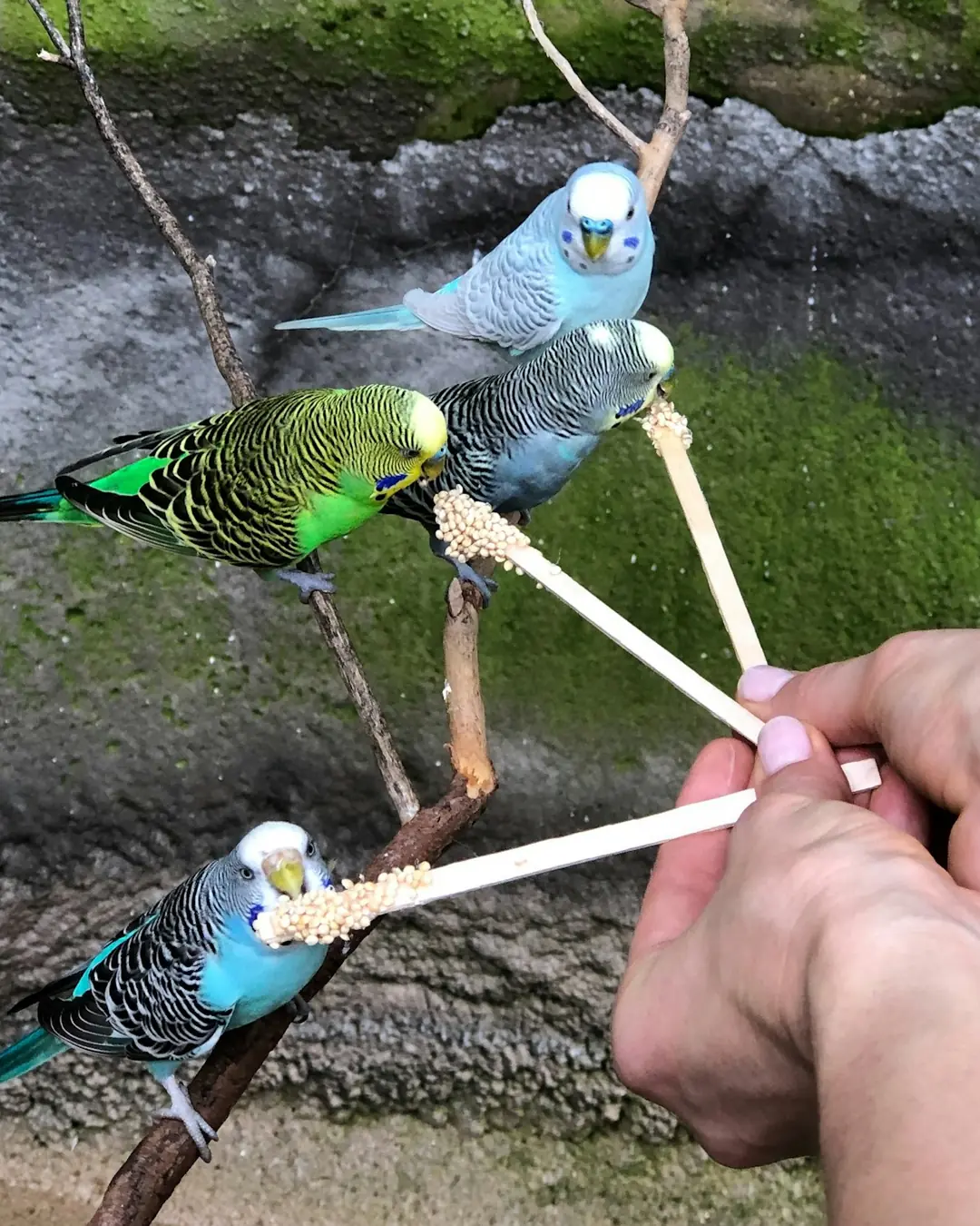 Mandø Fjer Ballı Kuş Kraker Çubuğu 3'lü