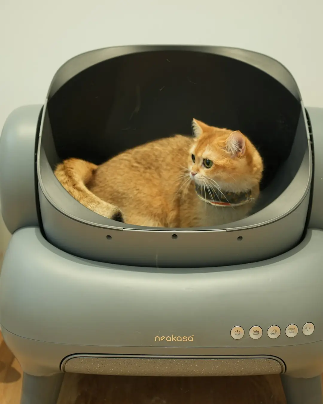 Fanø Pote Kapsül Kapalı Kedi Tuvaleti