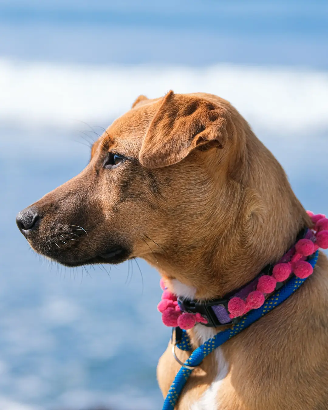 Fanø Pote Ponponlu Köpek Tasması