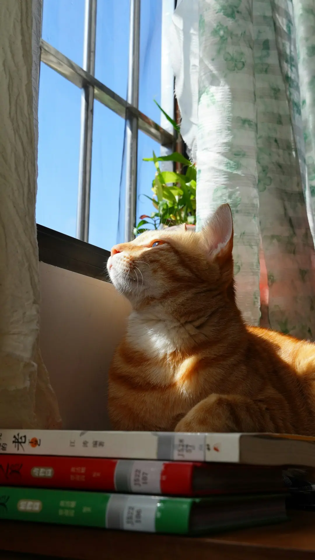 @zeytin.cat