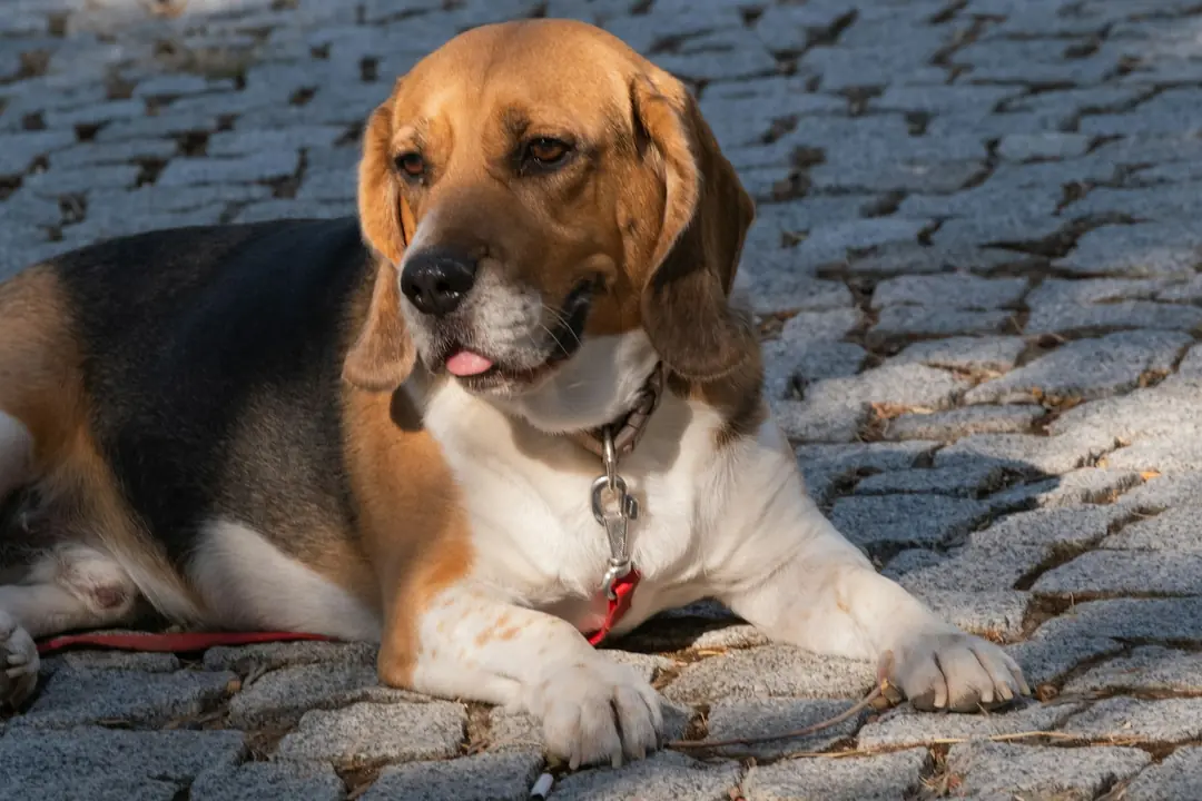 Köpek