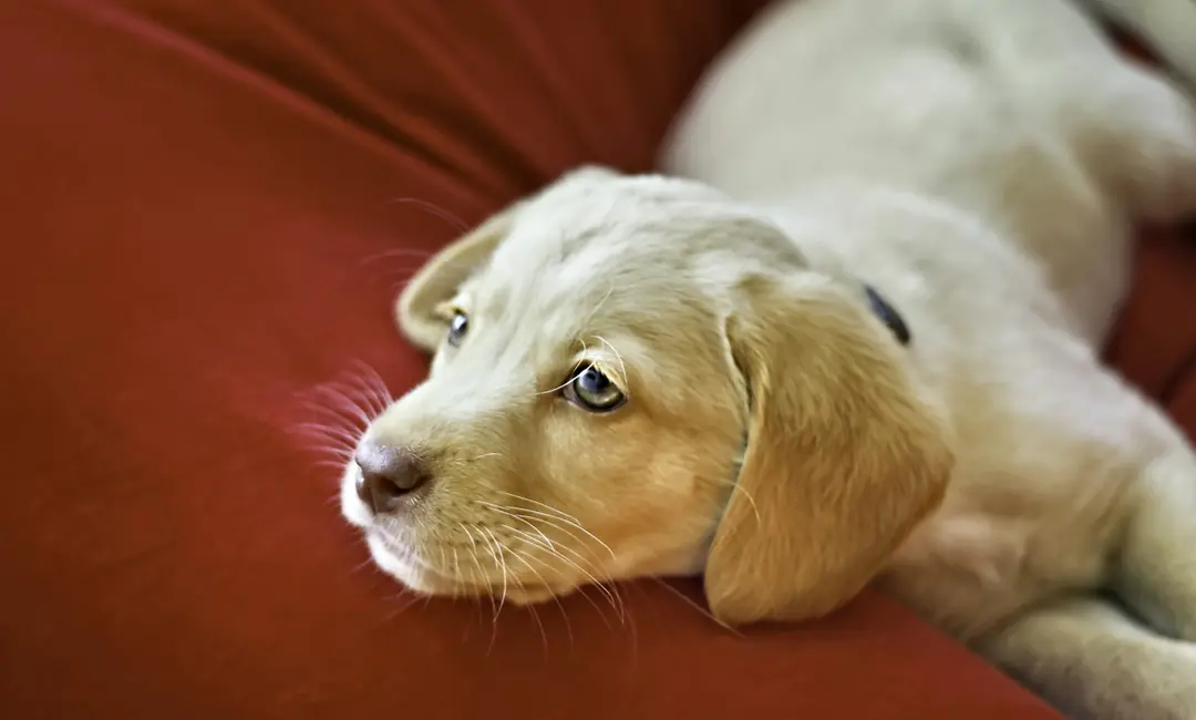 Kışın battaniyede uzanan köpek