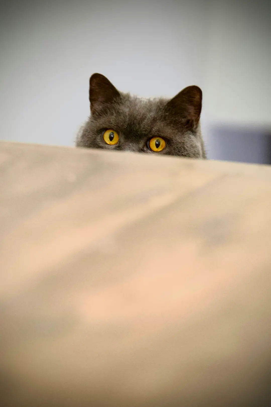 Kedi