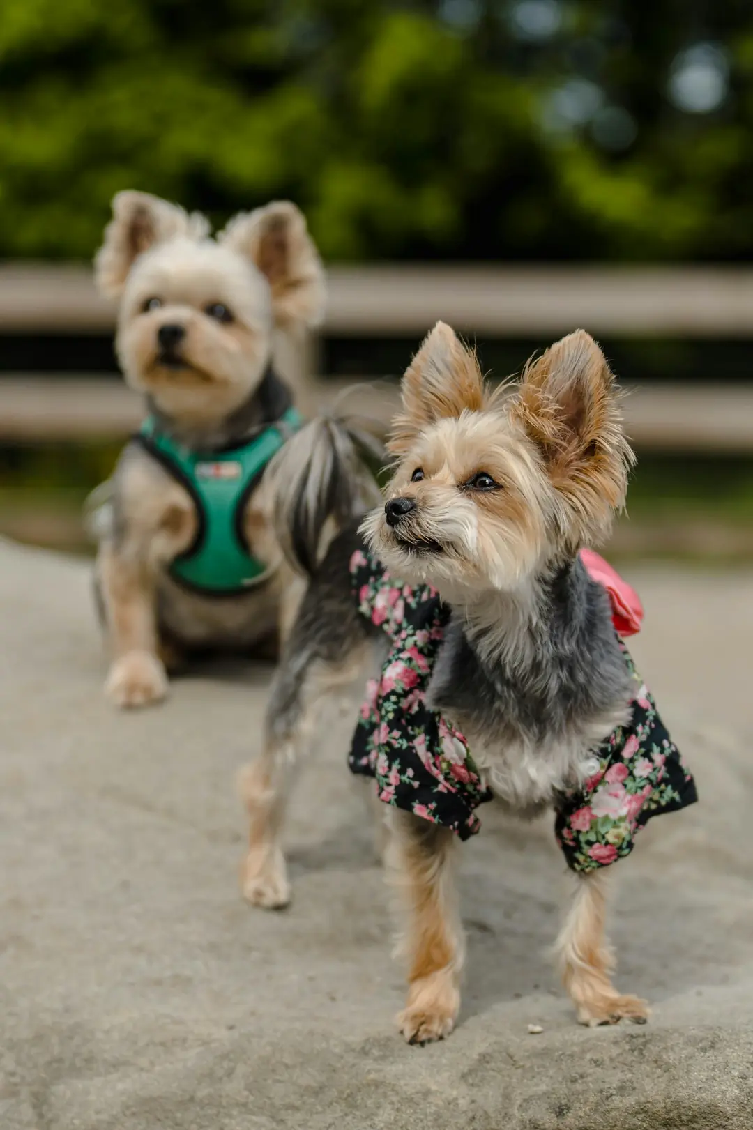 @karamel_dog